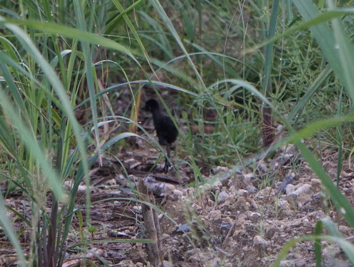子供は真っ黒!シロハラクイン