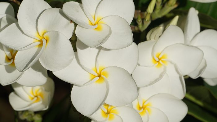 プルメリア満開