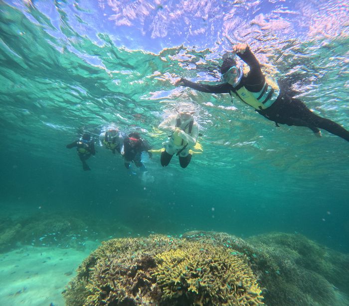 すいすい泳ぎ回る