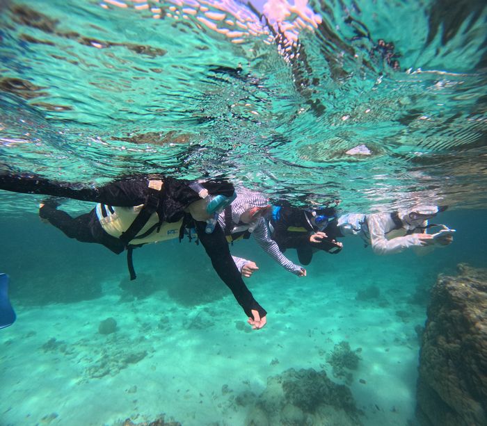 クマノミさんを眺める