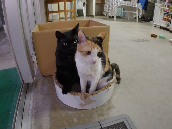 いつも一緒ですね! ネコ