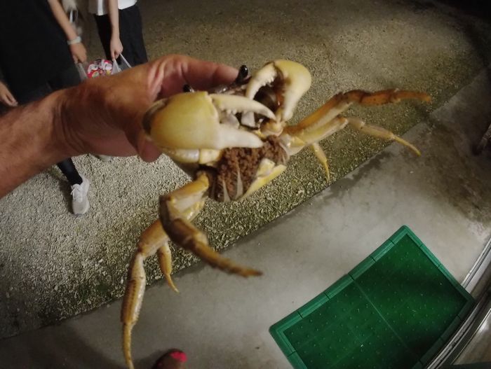 あら、卵を抱えていますね