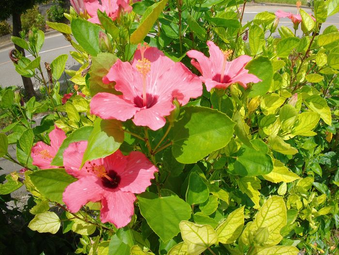 暑くても元気いっぱいに開花のハイビスカス