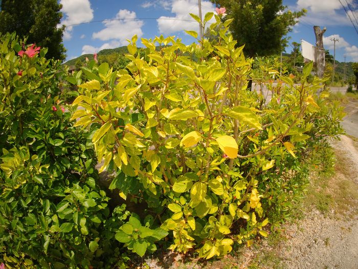 黄色になっているハイビスカス