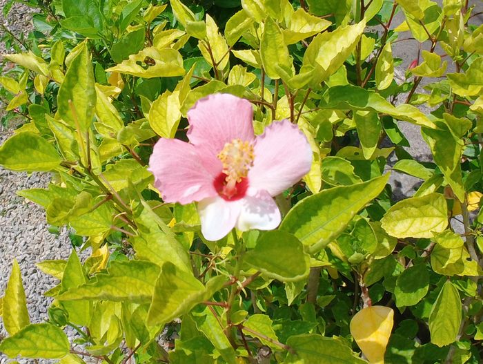 花の色も褪せていますね。。。