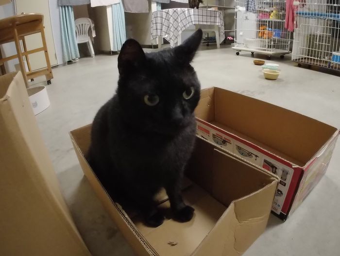 ここは譲りません！　ネコ