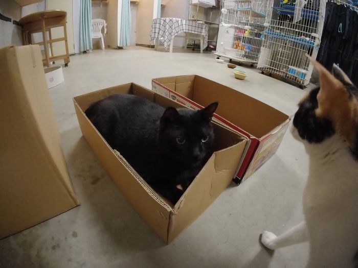 その箱には　クロタマ　ネコ