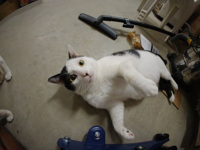 タマヘイがややこしく