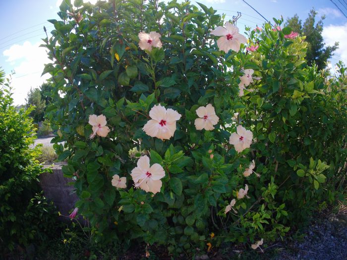 ハイビスカスが満開です