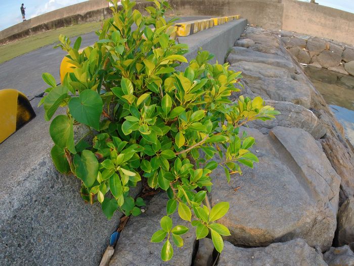 コンクリートから伸びるガジュマル