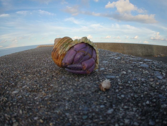 ヤドカリさん二匹