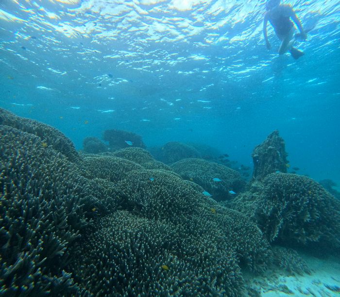 抜群のサンゴを楽しむ