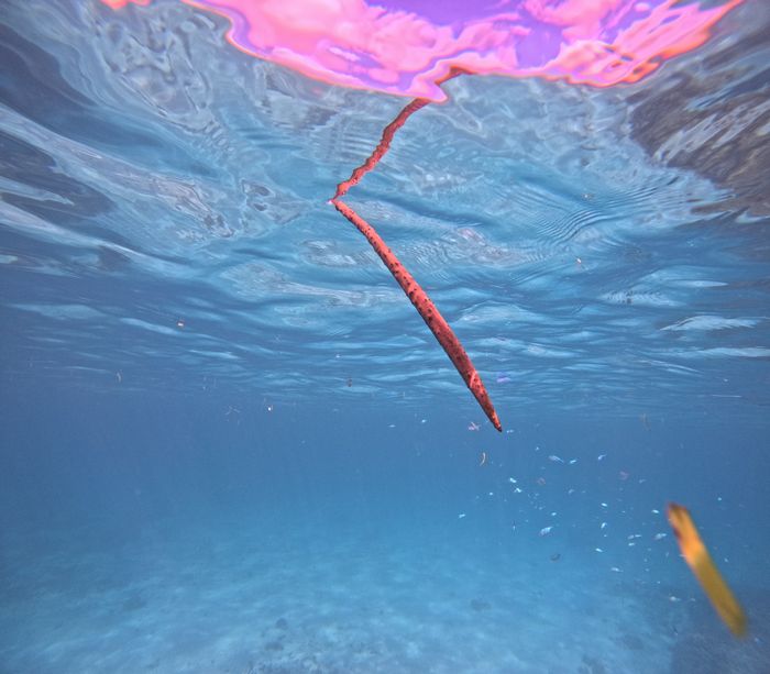 あっ!マングローブの種