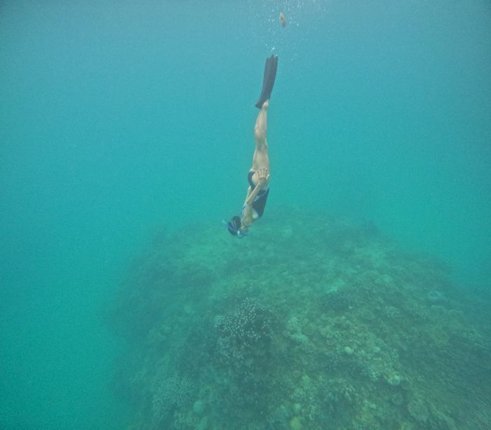 パラオハマサンゴにドボン