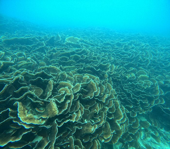 リュウキュウキッカサンゴ