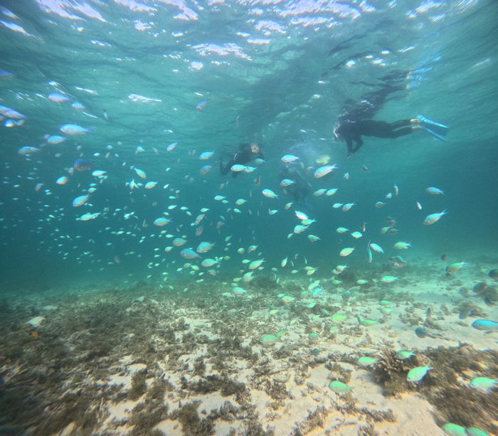 デバスズメダイは美しい