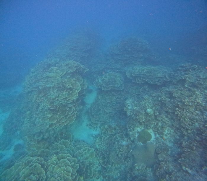 リュウキュウキッカサンゴ