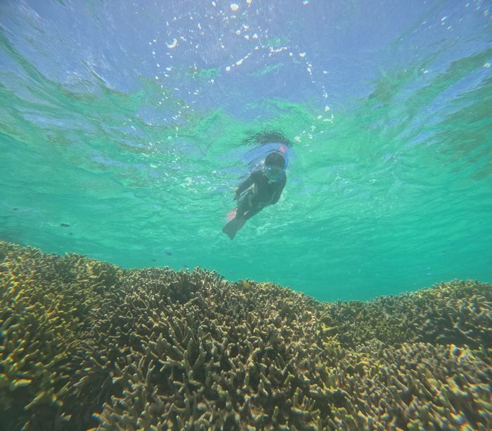 すぐに泳ぎ始める