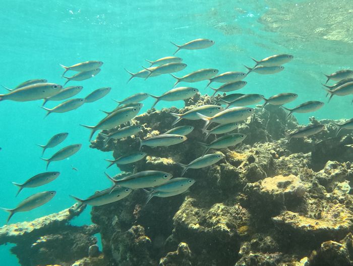 グルクンの登場です