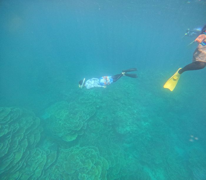 キッカサンゴで潜る