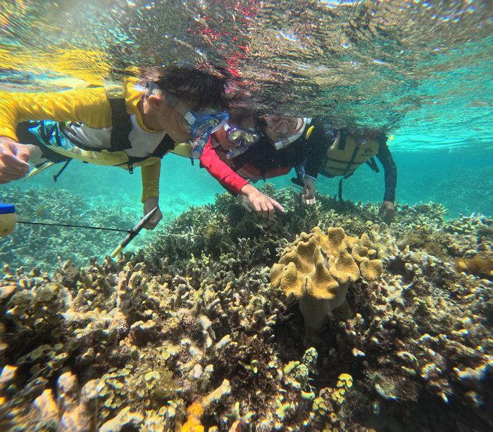 ウミキノコを楽しむ