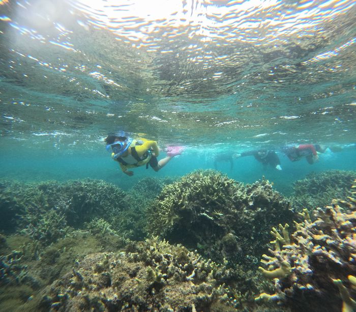 浅瀬サンゴを楽しむ