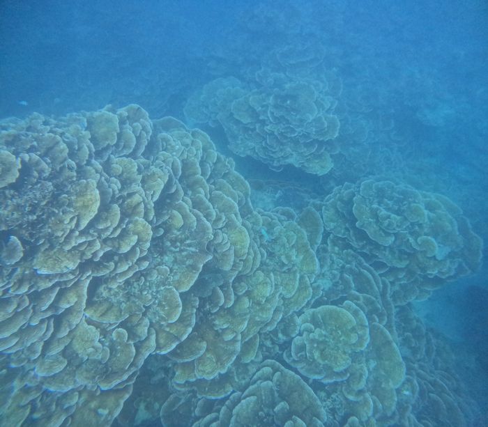 リュウキュウキッカサンゴ