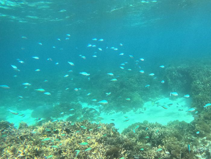 デバスズメダイ