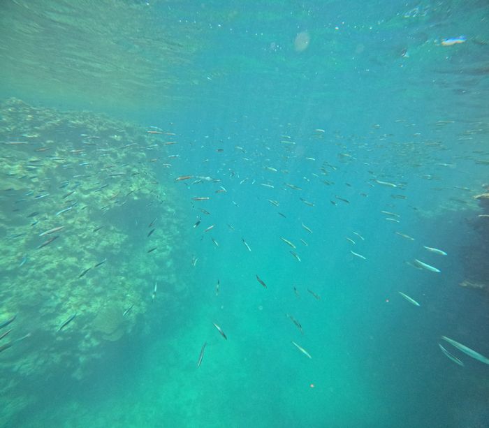 キビナゴ、ビュンビュン