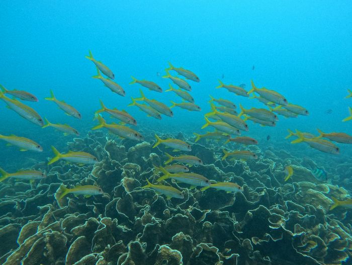 アカヒメジとリュウキュウキッカサンゴ