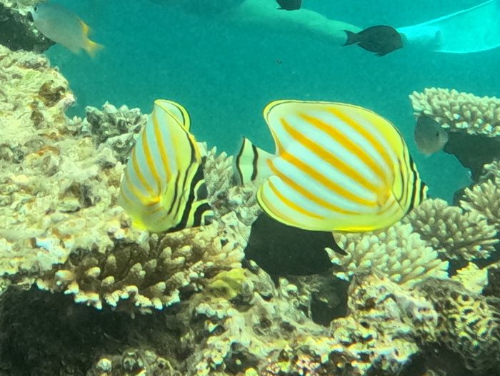 ハナグロチョウチョウウオ