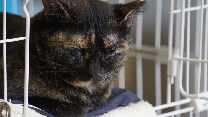 看板猫たちの寝顔シリーズ サビ