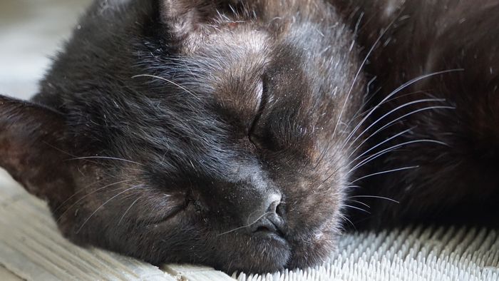 看板猫たちの寝顔シリーズ クロ