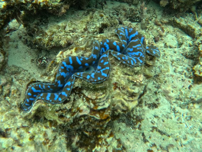 カラフルシャコガイ