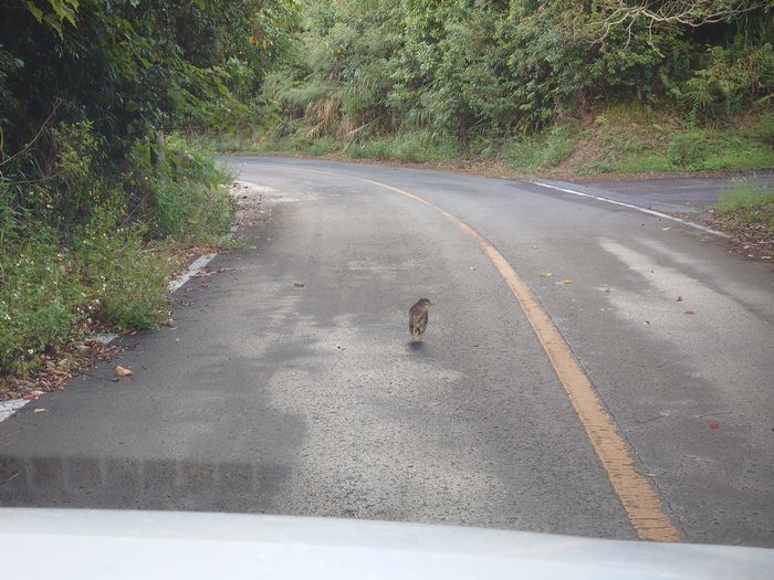道路の真ん中から動きません
