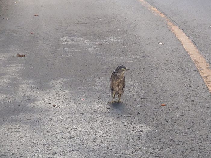 近づいてもまだ動かない