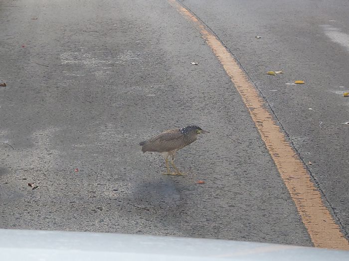 ミゾゴイさん、やっと移動