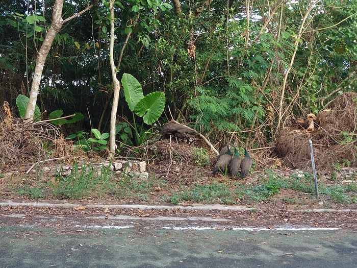 あら、クジャクのご家族ですね