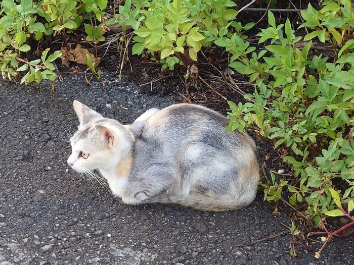 野良猫さん。。。
