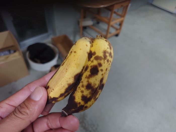 あら、双子バナナ