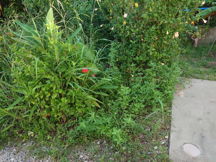 雑草の成長半端ない