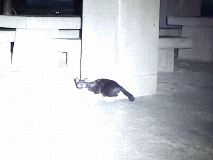 白黒のネコ。見かけます。