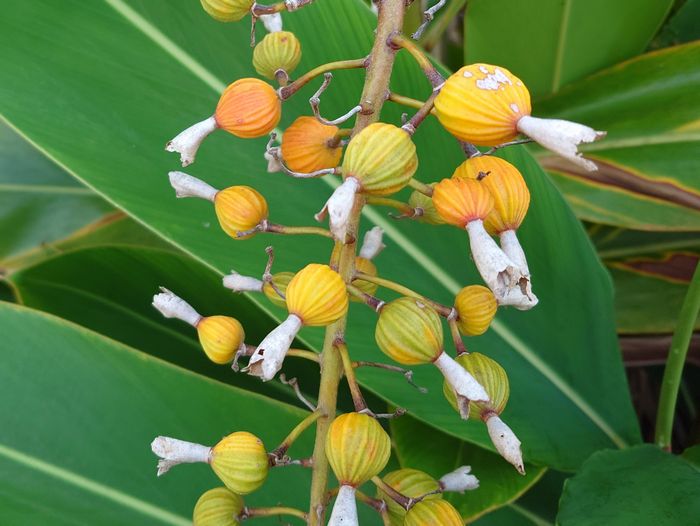 ゲットウの実、オレンジ色に