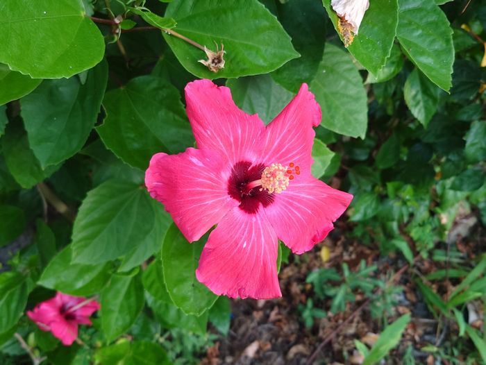 朝は元気、ハイビスカス