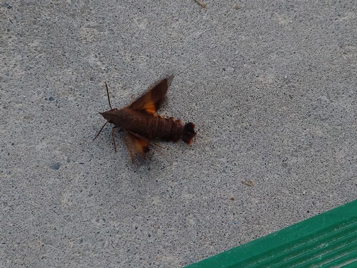 スズメガ、久々に