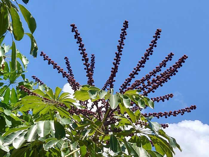 ブラッサイアかな。