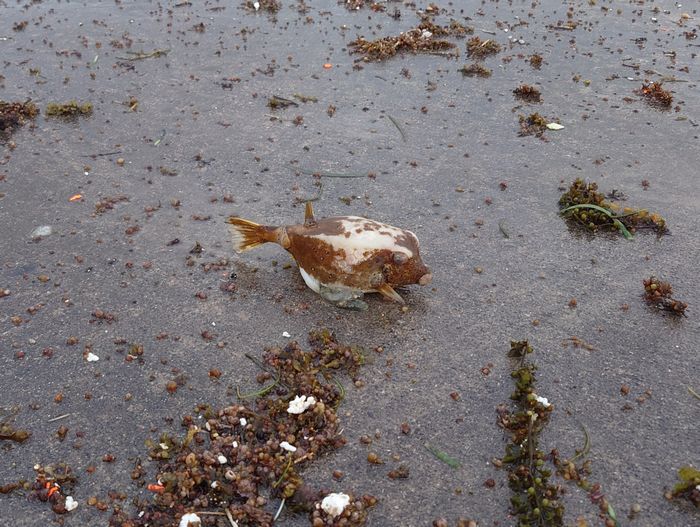 ハコフグさん打ち上げれてるし