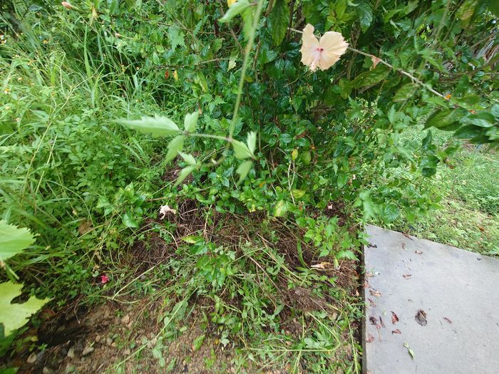 この草むらの下には、