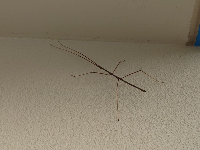 久々にナナフシ