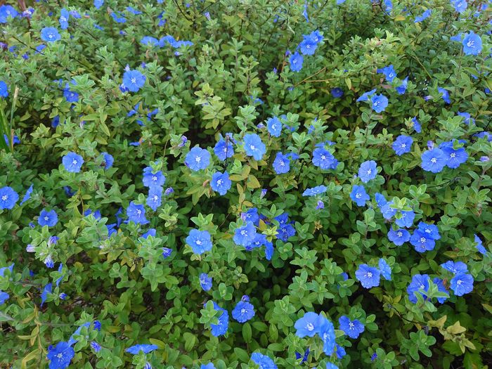 アメリカンブルーは、元気いっぱい